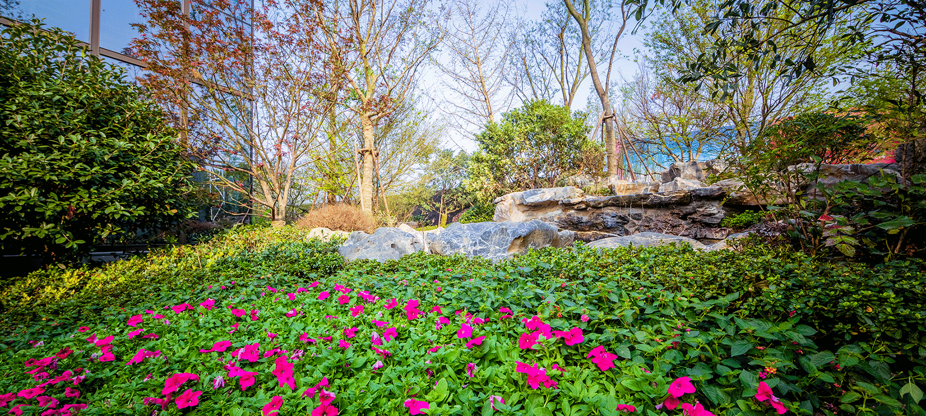 Deep pink blooms highlight the ground cover in front of landscape boulders in a wooded setting